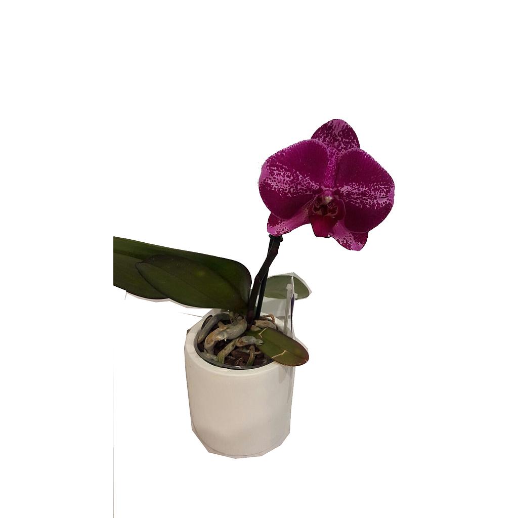 Pot Plant Phalaenopsis -3